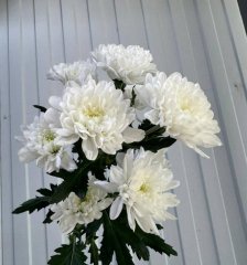 Хризантема Алтай 70 см — Калач-на-Дону, Новое