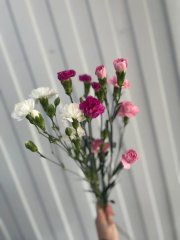 гвоздика кустовая — Калач-на-Дону, Новое