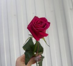 Роза Шангри -ла 60 см — Калач-на-Дону, Новое