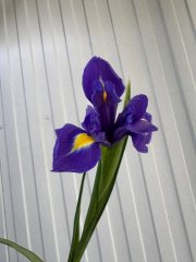 Ирис — Калач-на-Дону, Новое