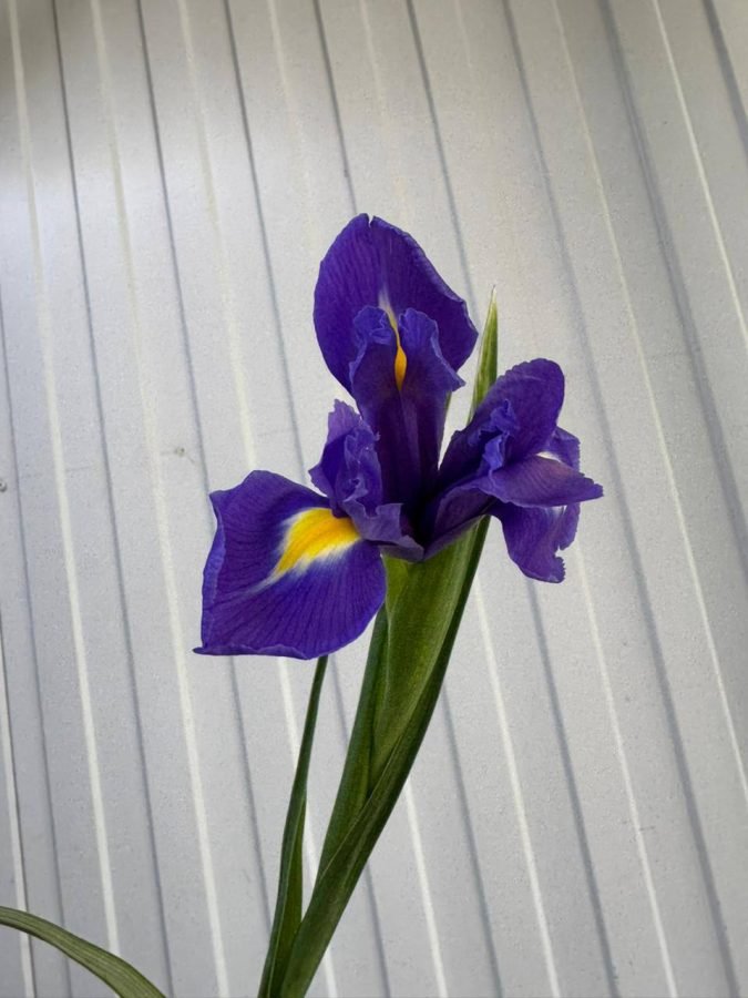 Ирис — Волгоград, Новое