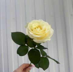 роза Аваланж 50 см — Волгоград, Новое