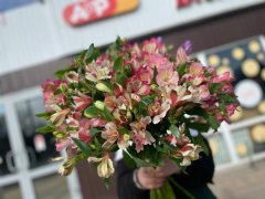 альстромерия — Калач-на-Дону, Новое