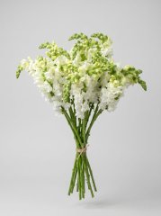 львиный зев — Волгоград, Новое