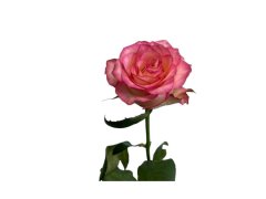 роза джумилия 60 см — Калач-на-Дону, Новое