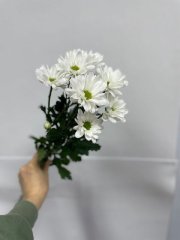 Хризантема кустовая белая — Калач-на-Дону, Новое