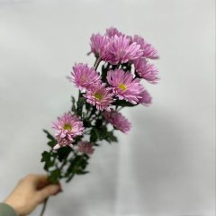 Хризантема кустовая розовая — Калач-на-Дону, Новое