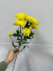 Хризантема кустовая желтая — Калач-на-Дону, Новое