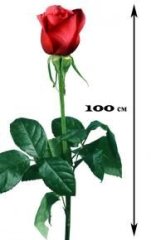 Роза 1 метр. (Голландия) — Калач-на-Дону, Новое