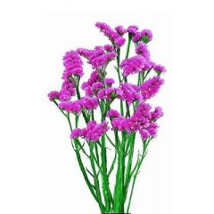 Статица сиреневая (Голландия) — Калач-на-Дону, Новое