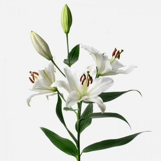 Лилия белая и розовая 3 д — Калач-на-Дону, Новое