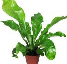 Асплениум Осака OSAKA. Высота 30 см. — Калач-на-Дону, Новое