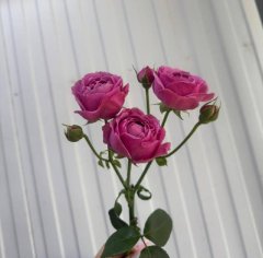 Роза кустовая Мисти баблс 60 см — Калач-на-Дону, Новое