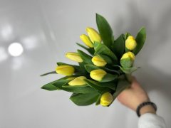 Тюльпан гладкий — Калач-на-Дону, Новое