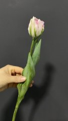 Тюльпан Финола — Калач-на-Дону, Новое