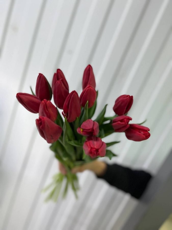 Тюльпан Стронг лав — Калач-на-Дону, Новое