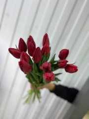 Тюльпан Стронг лав — Калач-на-Дону, Новое