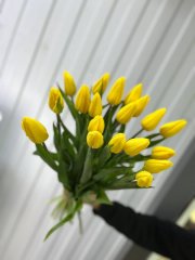 Тюльпан Стронг Голд — Калач-на-Дону, Новое