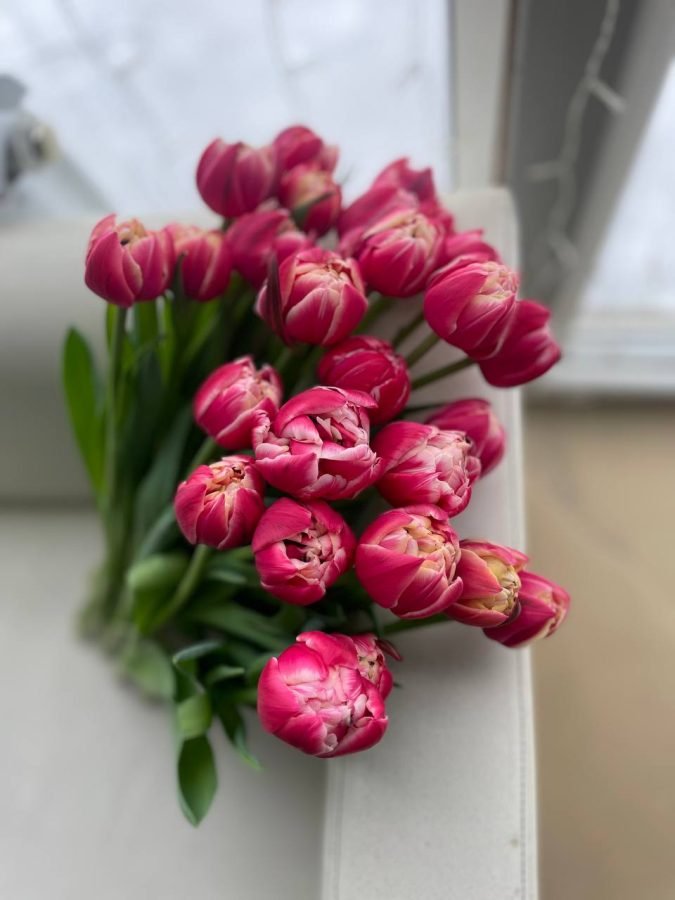 Тюльпан Калумбус — Калач-на-Дону, Новое