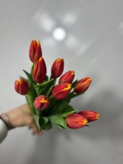 Тюльпан Ден Марк — Калач-на-Дону, Новое