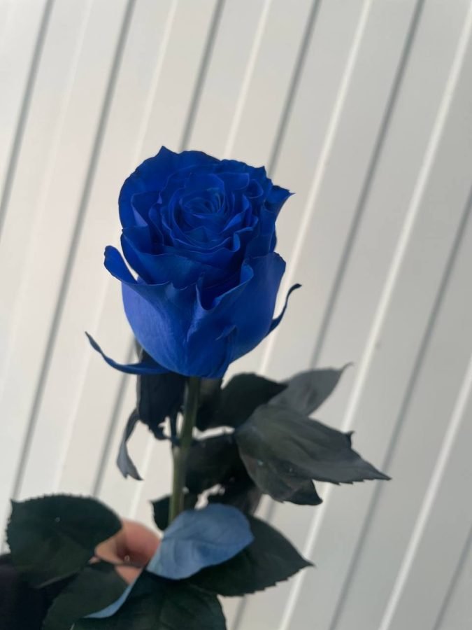 Роза Синяя 70 см — Волгоград, Новое