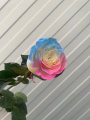 Роза Эквадор Радужная 70 см — Волгоград, Новое