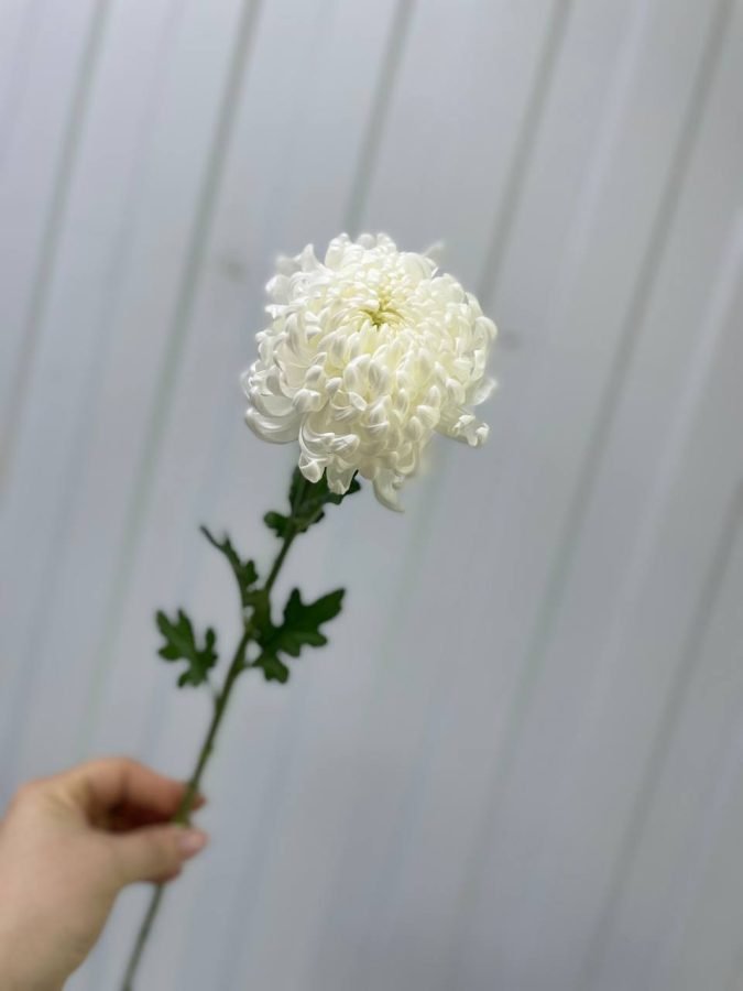 Хризантема одноголовая Рибанет — Калач-на-Дону, Новое