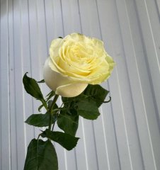 Роза Мондиаль 70 см — Калач-на-Дону, Новое