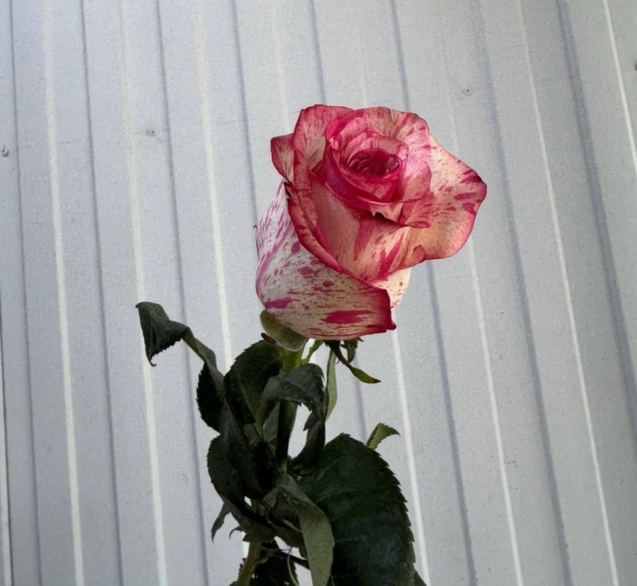 Роза Magic Times 70 см — Волгоград, Новое