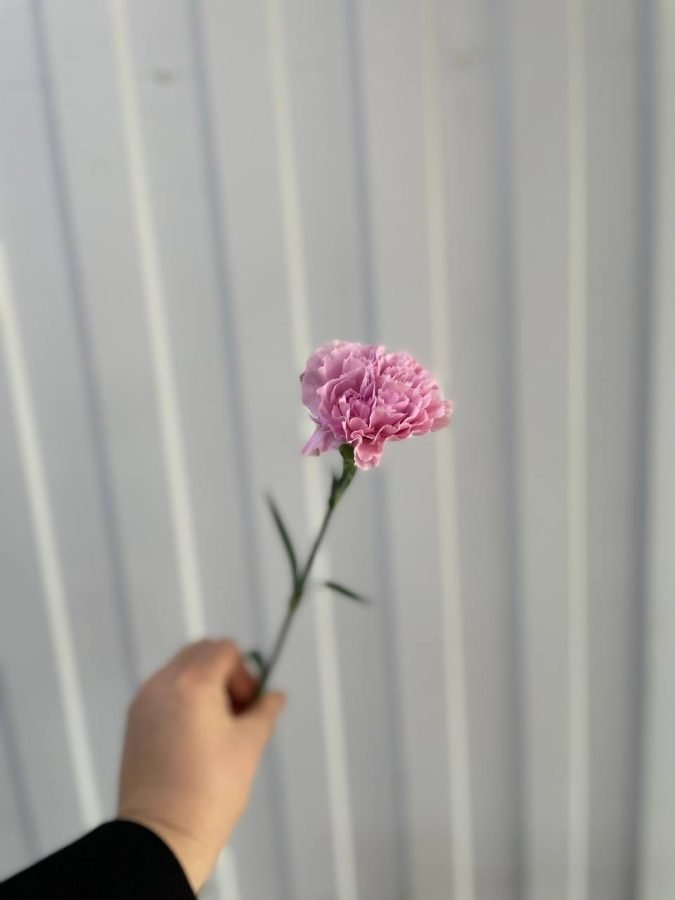 Гвоздика Pink — Калач-на-Дону, Новое