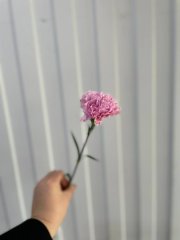 Гвоздика Pink — Калач-на-Дону, Новое